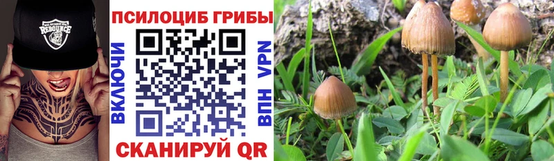где продают   Пошехонье  Галлюциногенные грибы Cubensis 